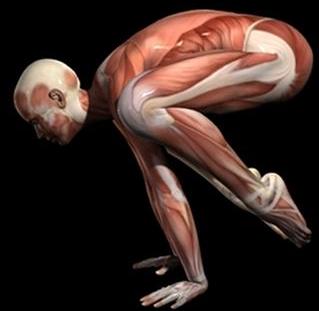 Bakasana Crow/Crane Pose